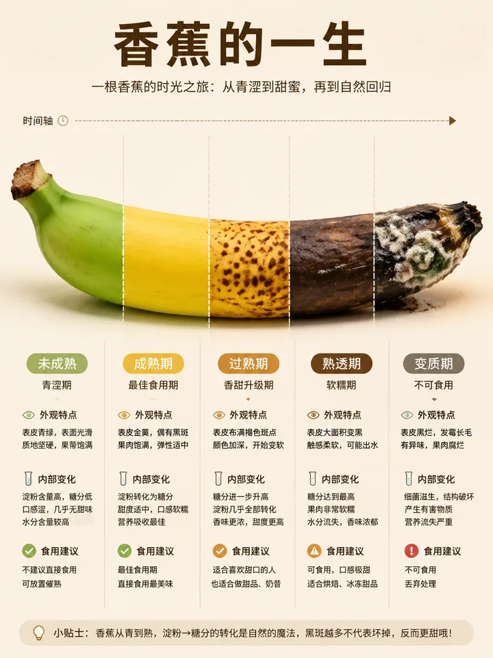 以“香蕉的一生”为主题的科普信息图。

画面中必须是“一个完整的单体食物”（如一个土豆 / 一把香蕉 / 一头大蒜），
通过横向切片的方式，表现同一个食物在不同时间阶段的变化，而不是多个不同食物拼接。

食物主体保持结构连续、形状一致，只是在不同切片区域呈现不同成熟度（像时间被切